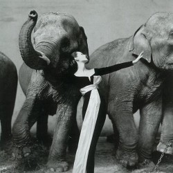 fotografía blanco y negro 'elefantes'